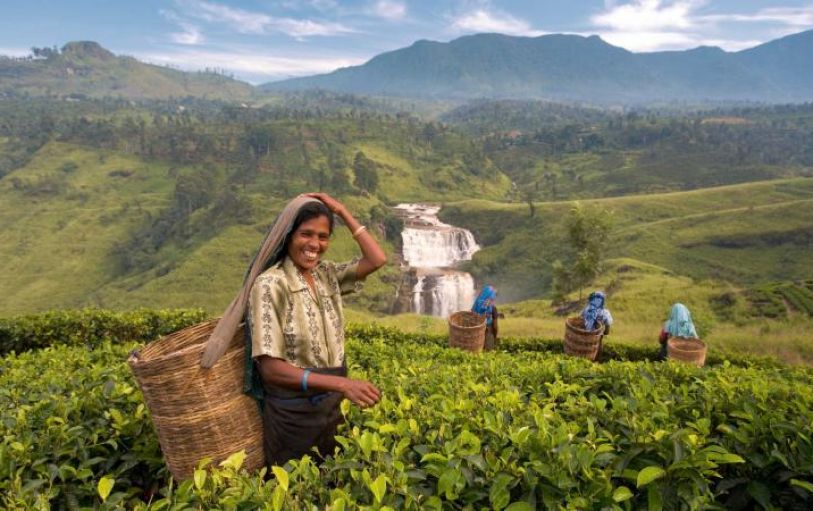 Elephants Sri Lanka Tour